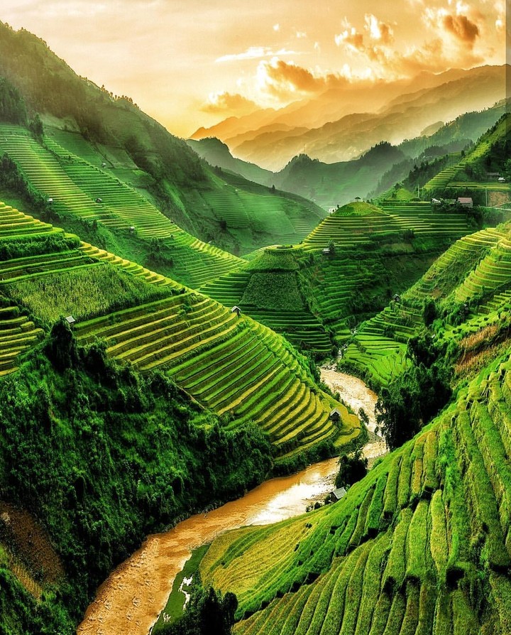 Tea terraces