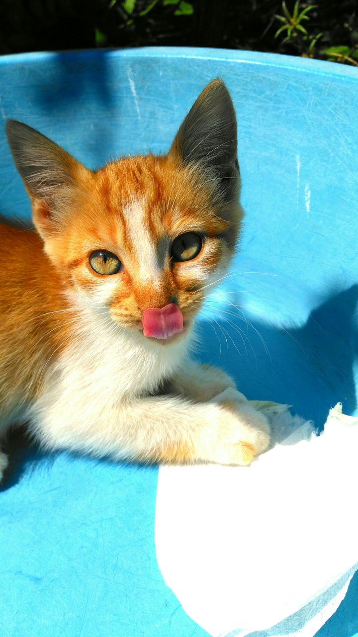 cat