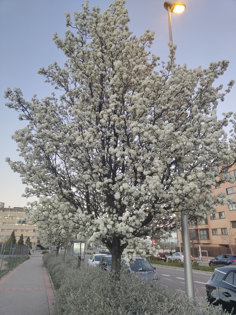 sfondi Blossom, prunus