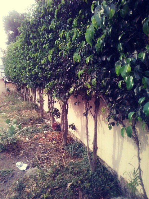 Plants