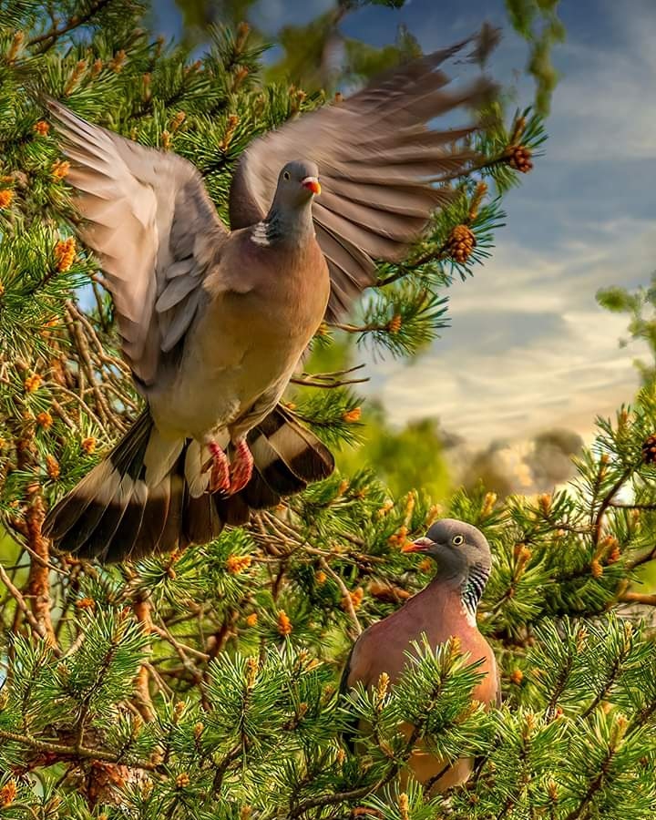 Birds