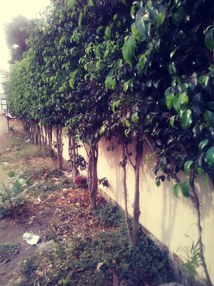 Plants