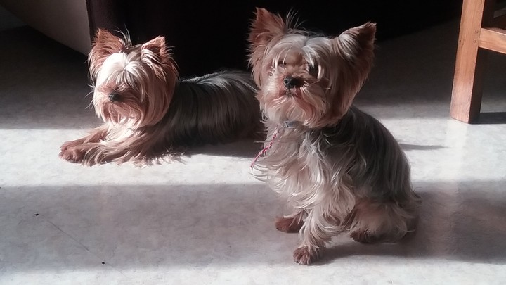 Mes loulous
