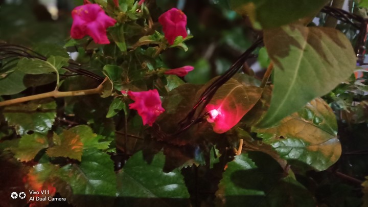 lighting flowers