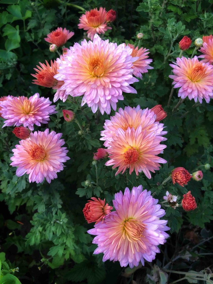 chrysanthemum