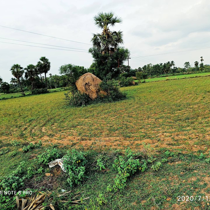 greeny land