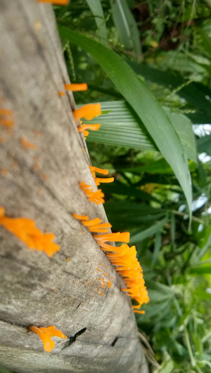 fungi