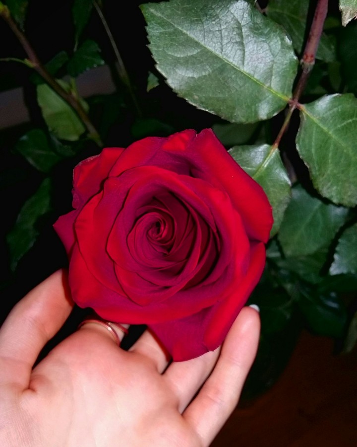 simple love