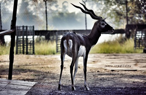 deer