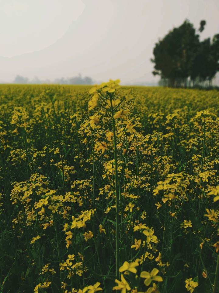 Mustard Farm..