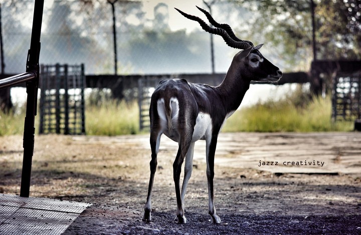 deer