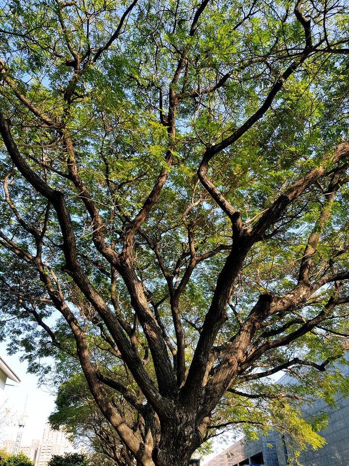 樹