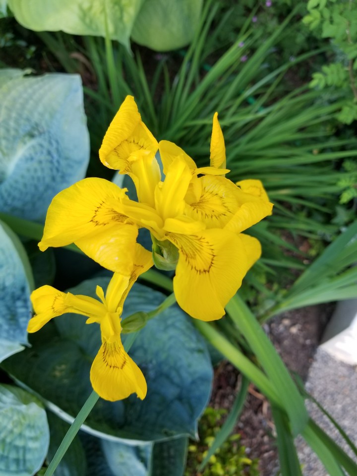 2017 garden