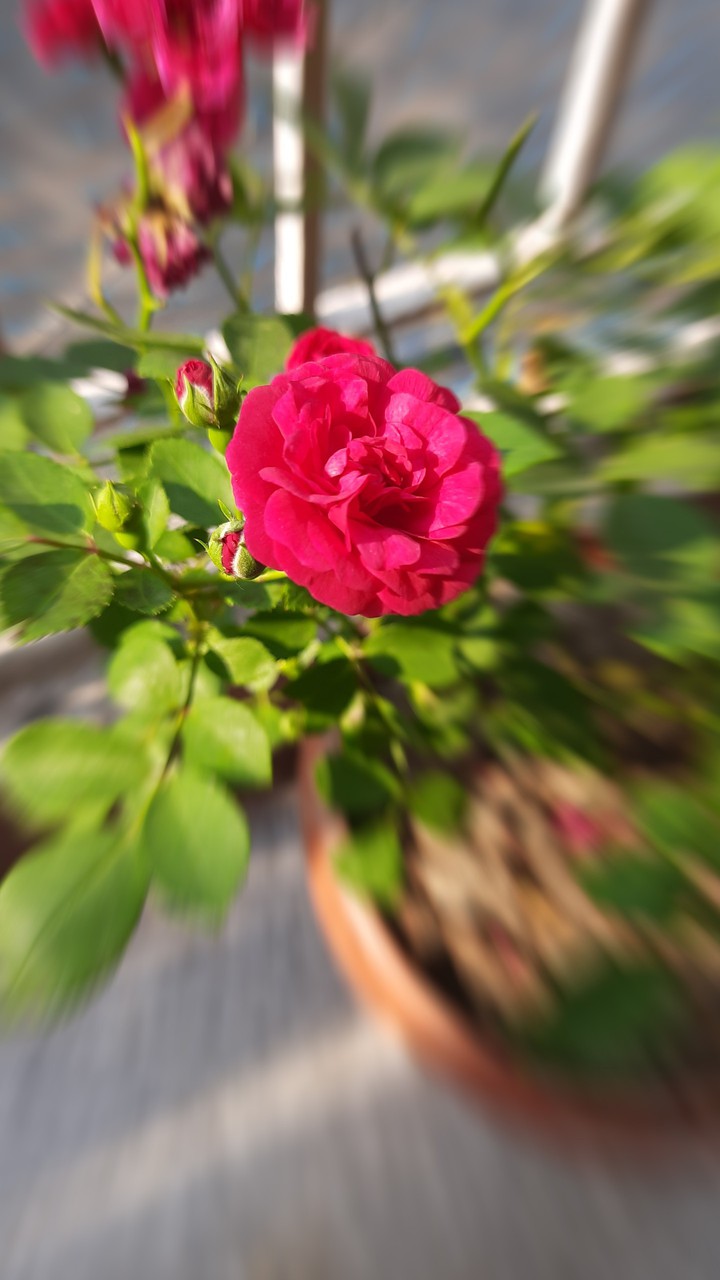rosy
