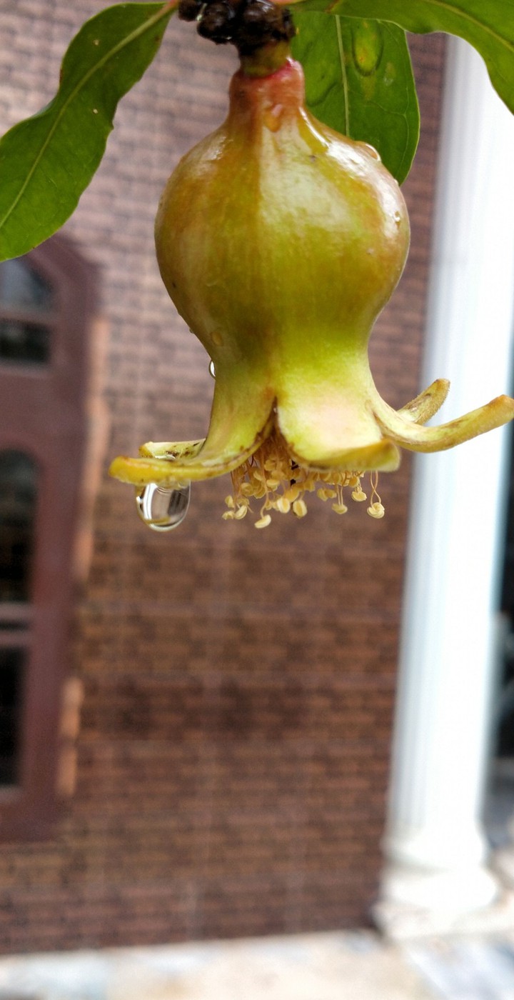 rain drop
