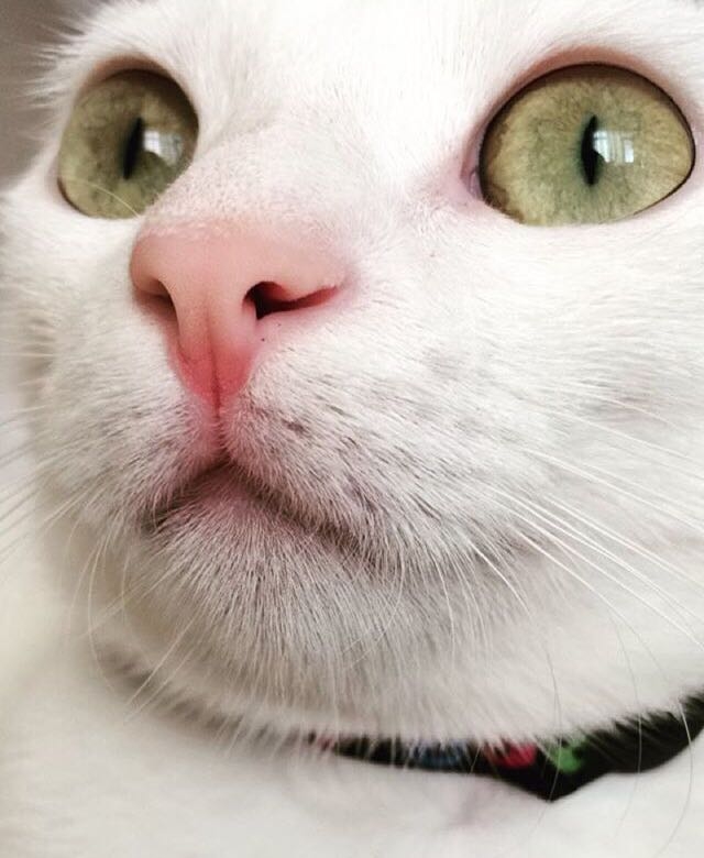 white cat