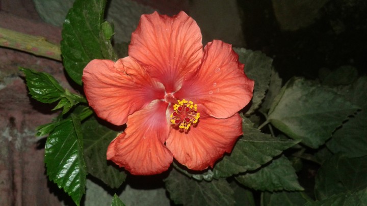flower