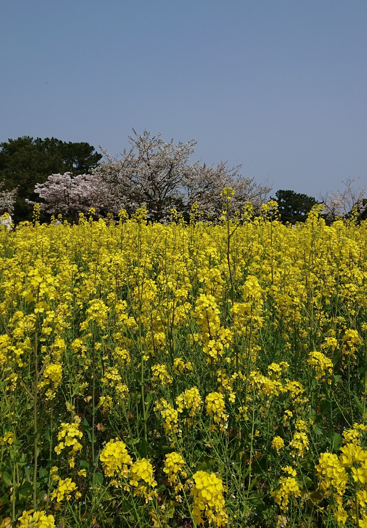 yellow flowers
