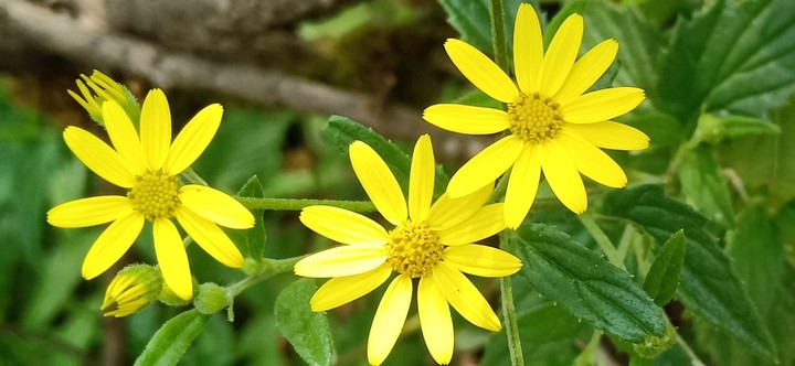 Beautiful flowers