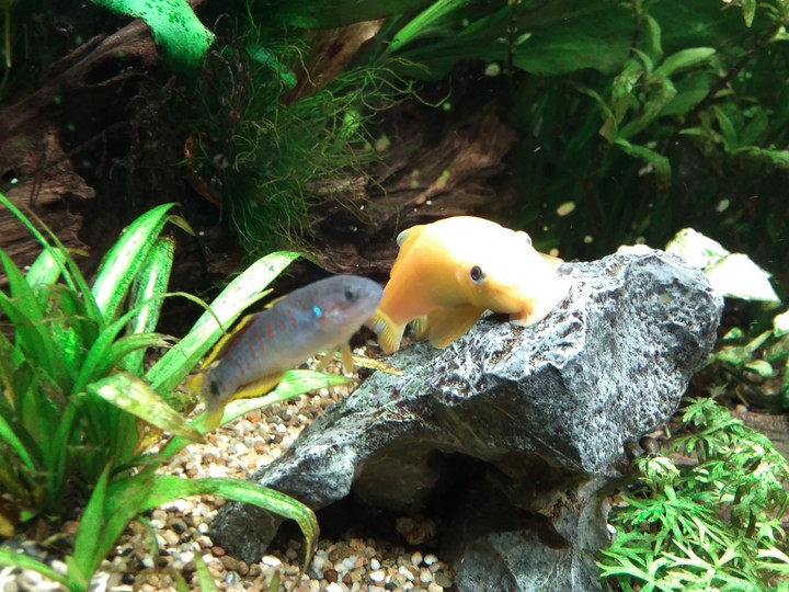 Polly und Maggy