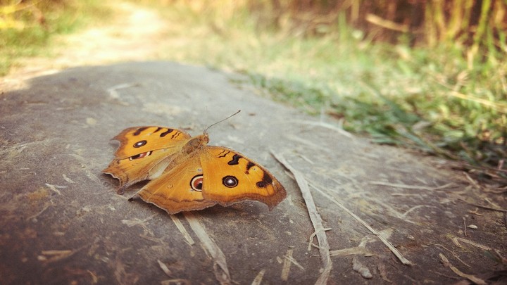 Butterfly