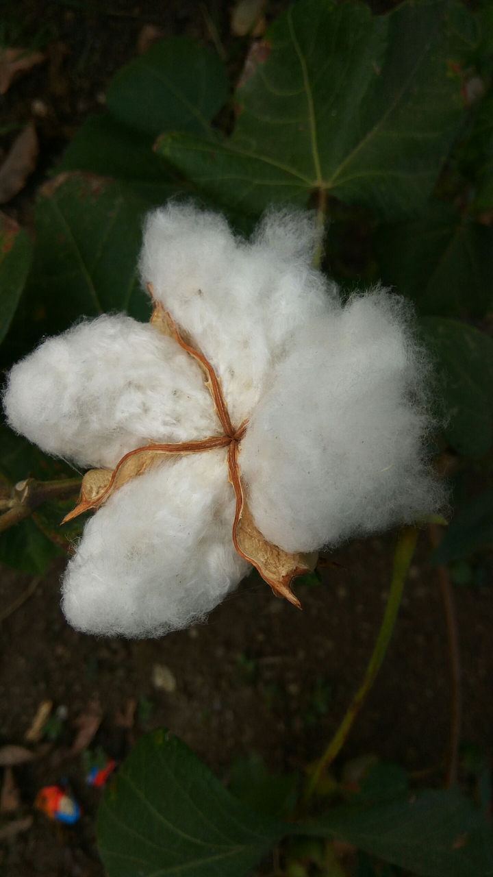 Cotton...
