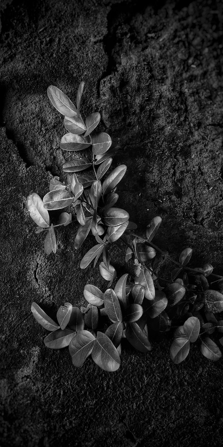 black leaves