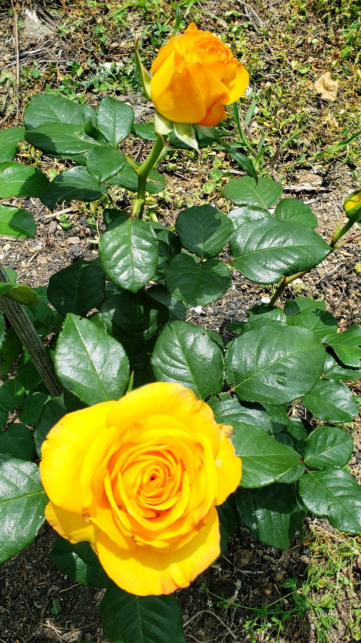 rosas amarillas