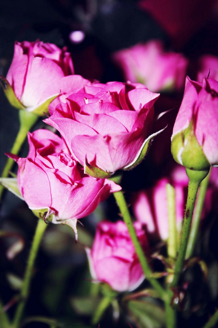 pink rose