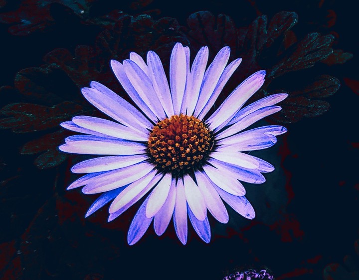DAISY the second  II
