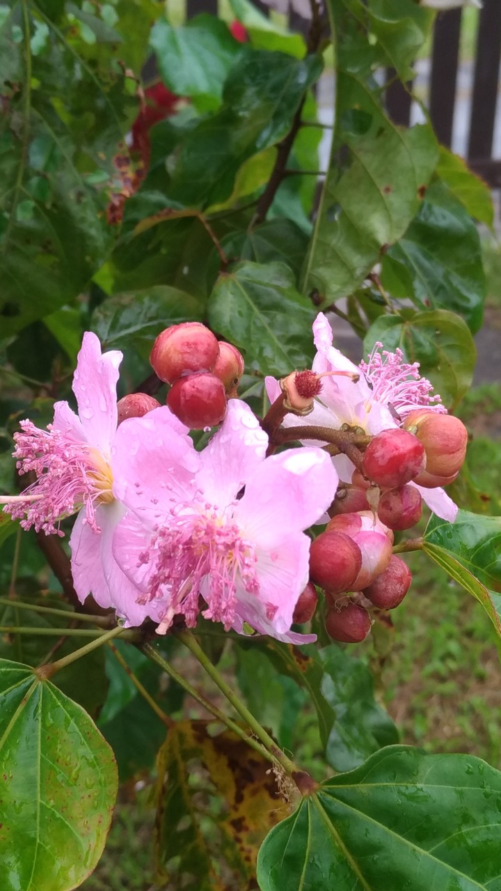 flores do colorau