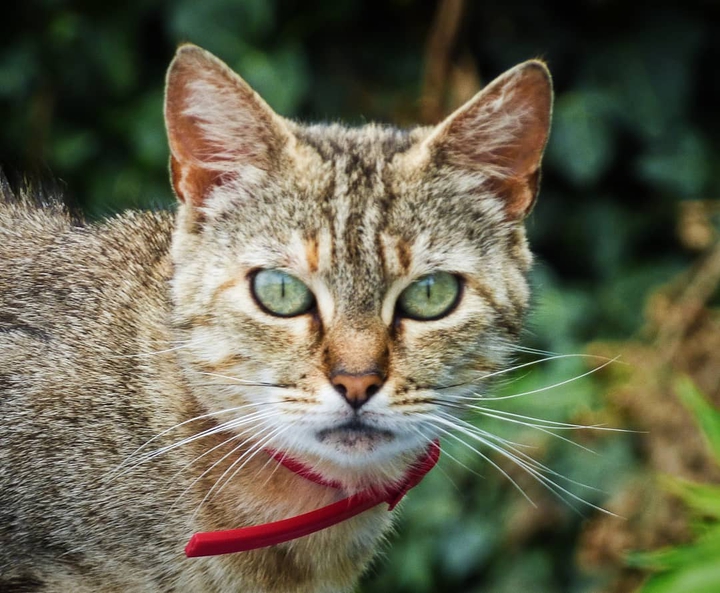 cat