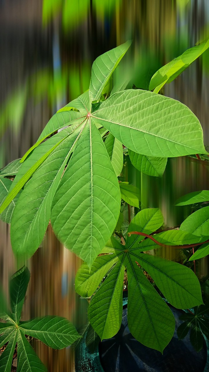 cassava leaf