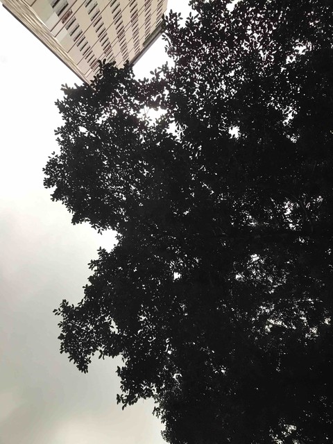 more trees