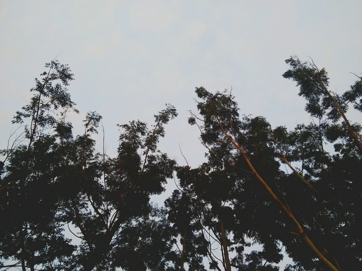 Trees
