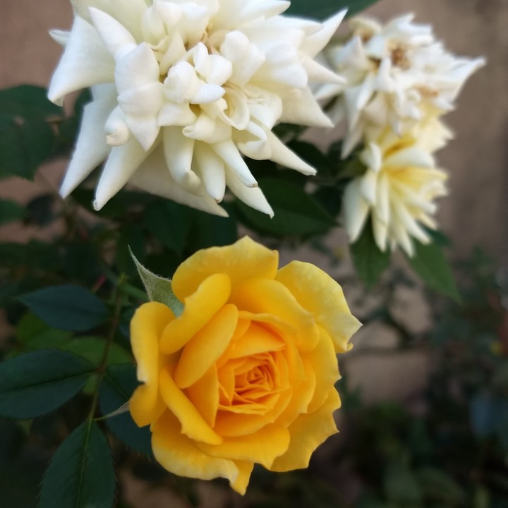 amo fotografar flores.