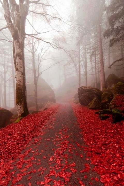red leafs