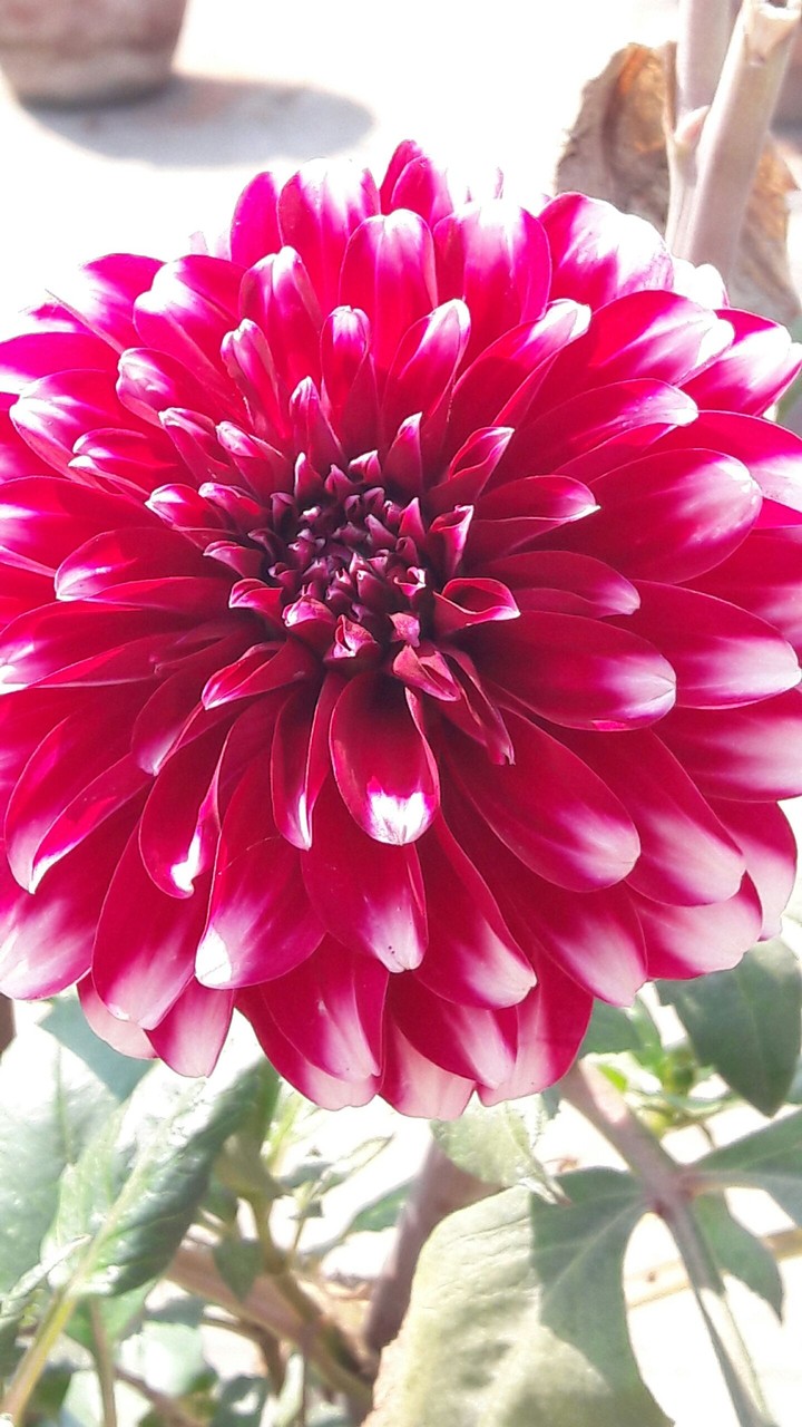 blossom