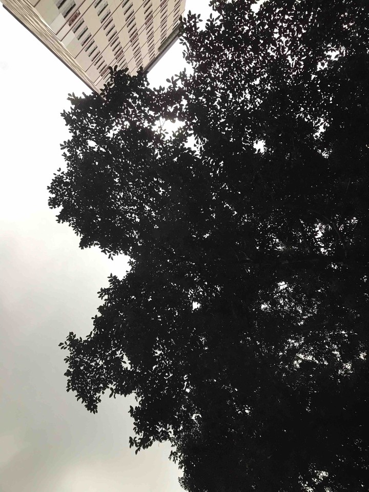 more trees