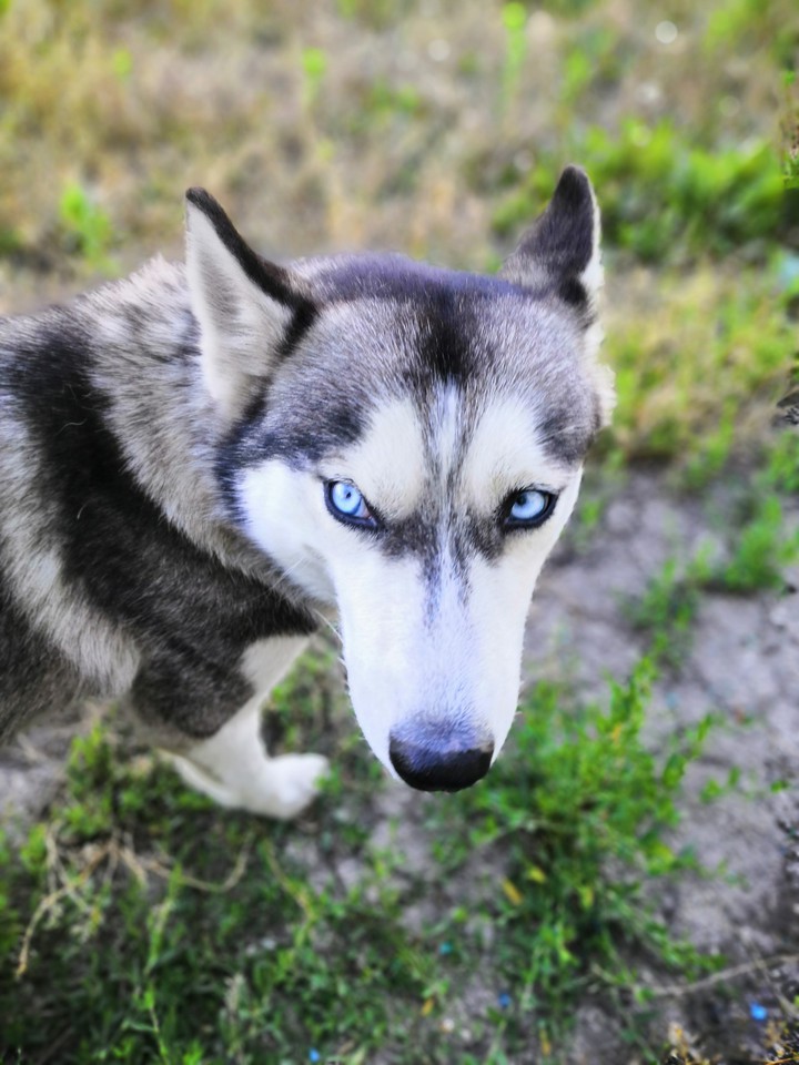 blue eyes