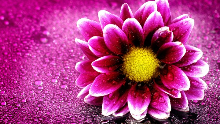 pink flower