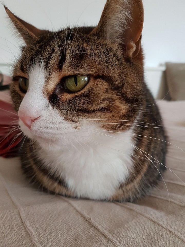 Cookie the kitty