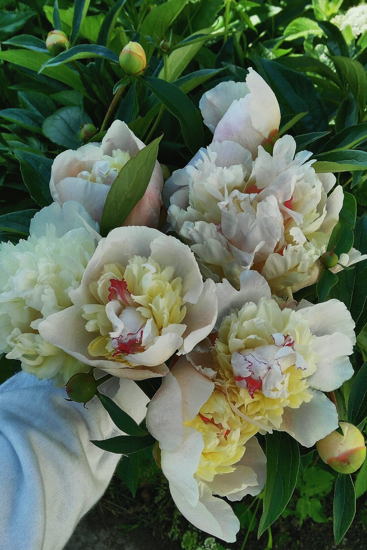 flowers