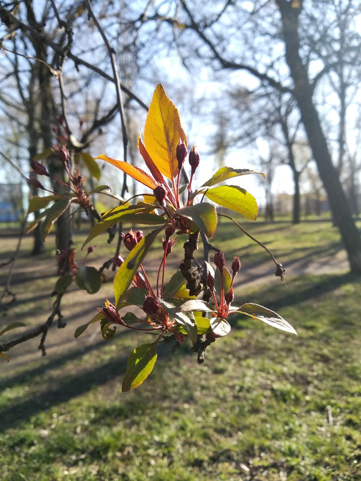 Spring. Nature.