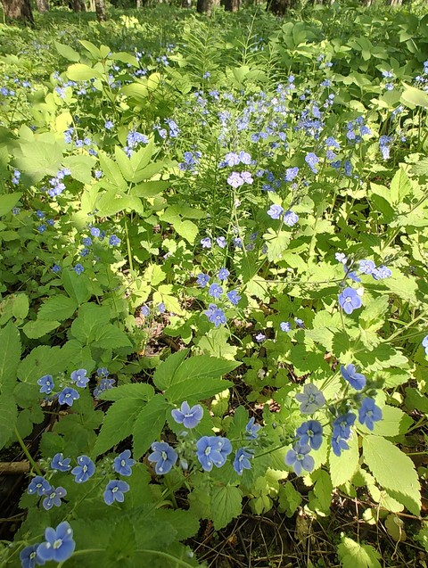hình nền plant, flower