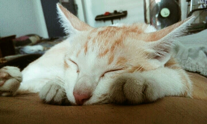 Cat Cat Cat