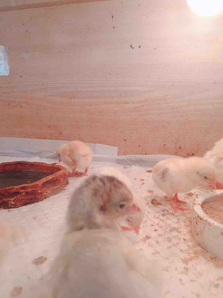 병아리