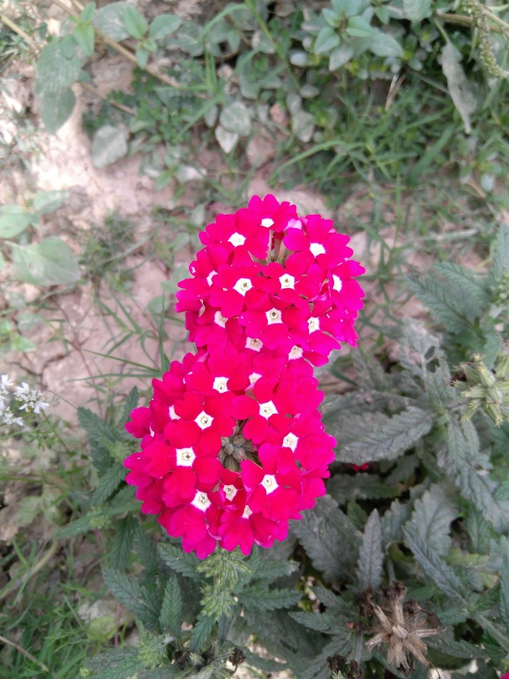 red2