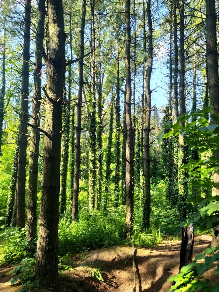 Forest