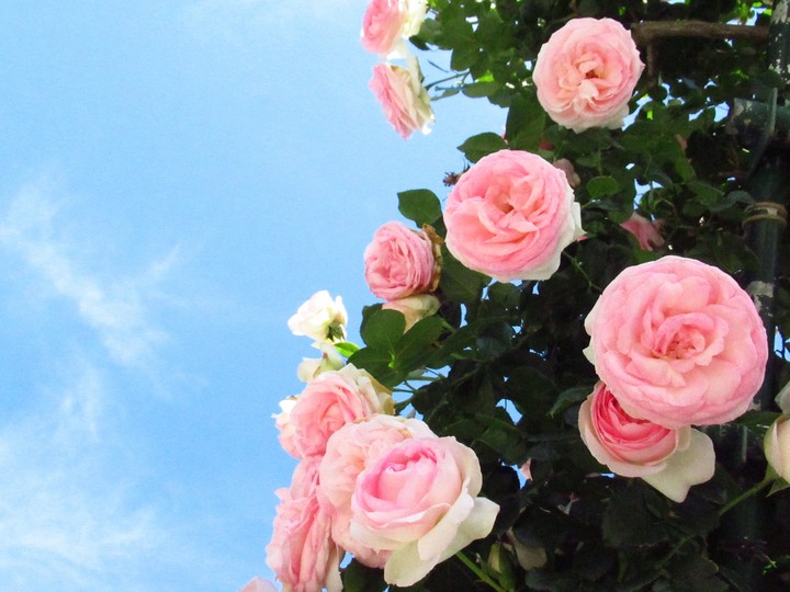 Rose &Sky ばらとそら